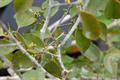 guavaberry 